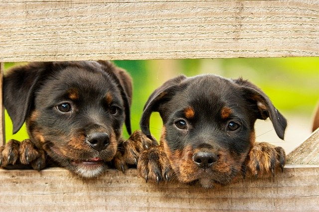 two dogs lying down