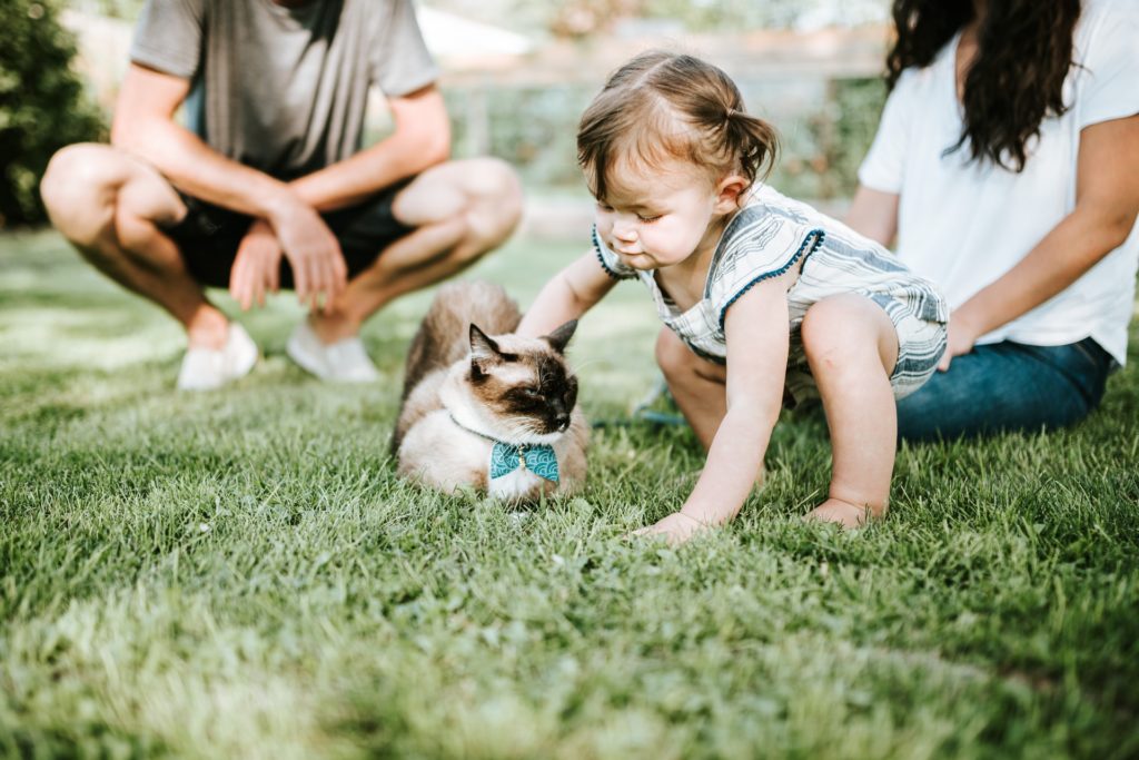 a child playing with a cat