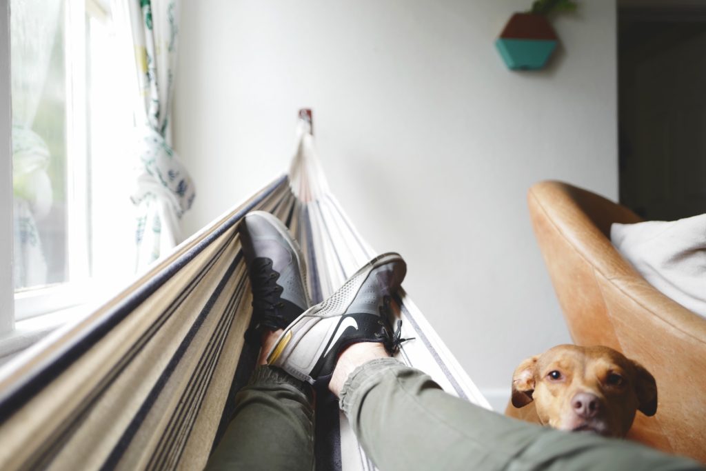 a dog lying on a bed