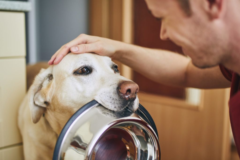 a dog with its head in a person's mouth